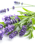Lavender Body Butter 3oz