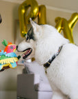 Party Animal - Fiesta Fetch Piñata